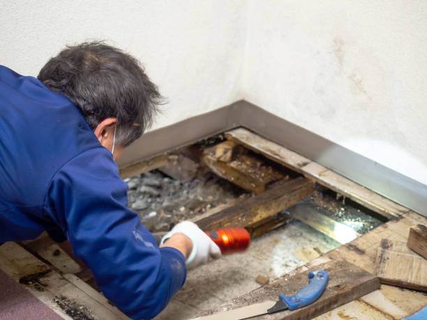 Best Mold Testing  in Arlington, VA