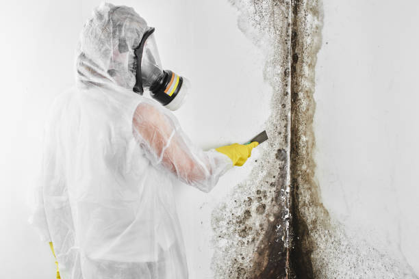 Best Mold Removal Company Near Me  in Arlington, VA