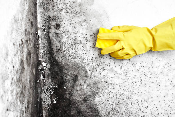 Best Residential Mold Removal  in Arlington, VA