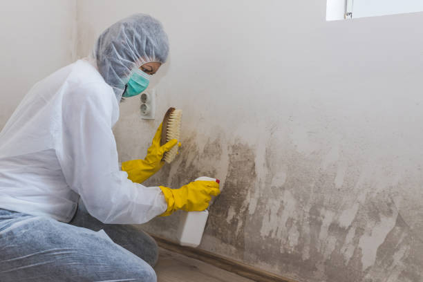 Best Attic Mold Removal  in Arlington, VA