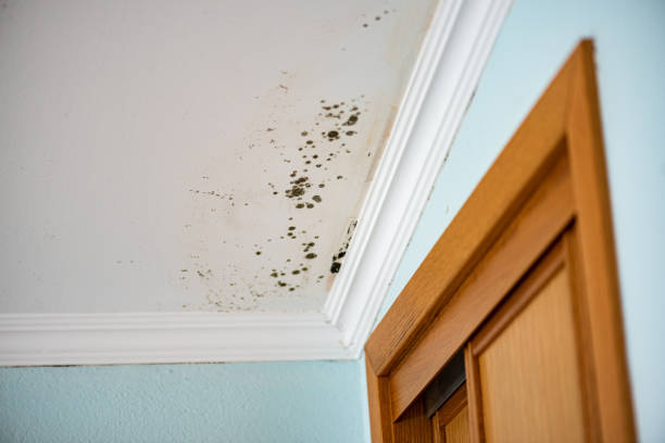 Best Mold Remediation  in Arlington, VA