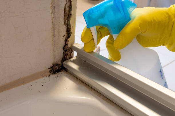 Best Fast Mold Removal  in Arlington, VA
