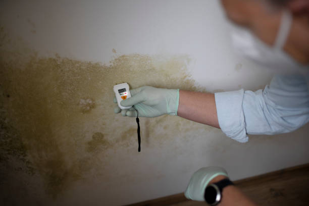 Best Mold Cleaning Services  in Arlington, VA
