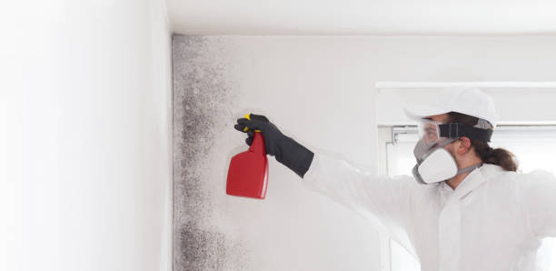 Best Certified Mold Removal  in Arlington, VA