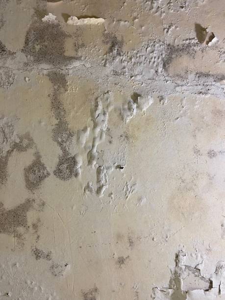 Best Mold Removal Company Near Me  in Arlington, VA