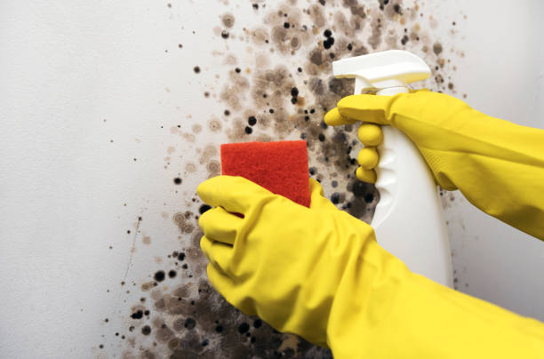 Best Emergency Mold Removal  in Arlington, VA