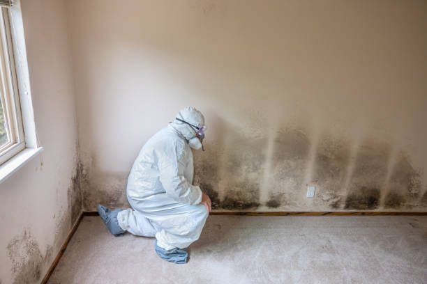 Best Mold Cleaning Services  in Arlington, VA