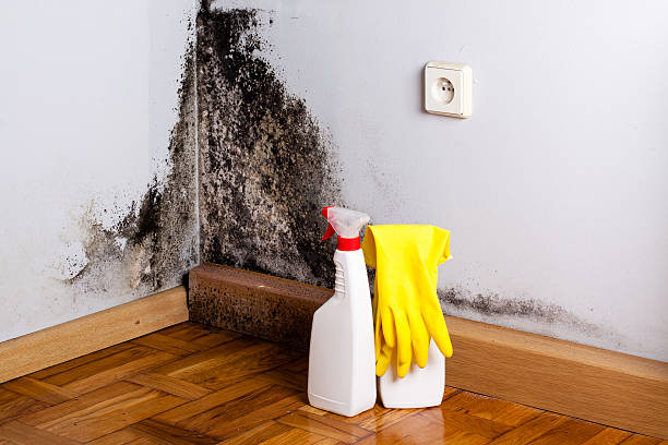 Best Affordable Mold Removal  in Arlington, VA