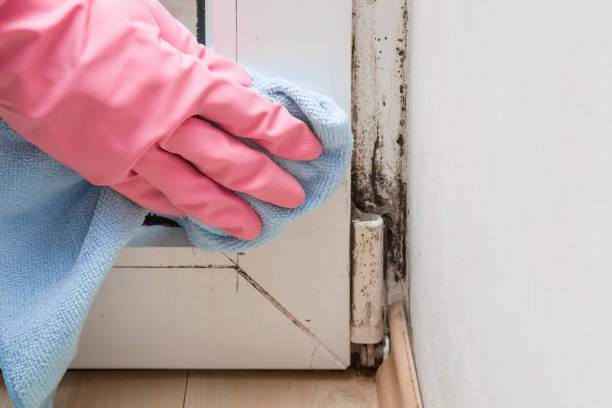 Best Office Mold Removal Services  in Arlington, VA